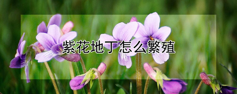 紫花地丁怎么繁殖