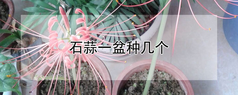 石蒜一盆种几个