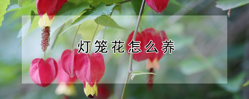 灯笼花怎么养