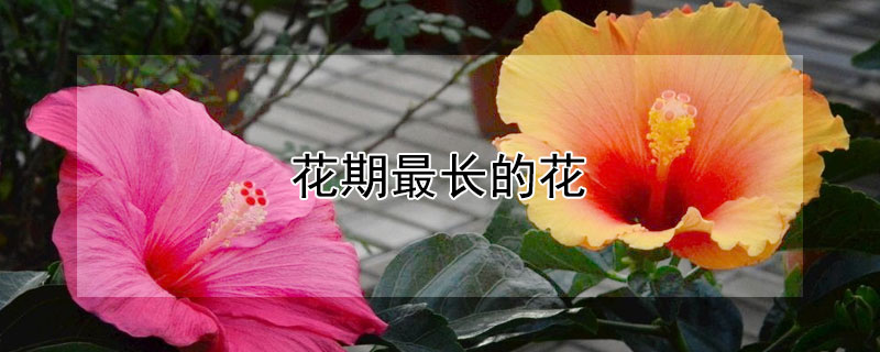 花期最长的花