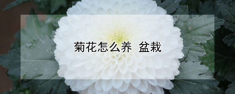 菊花怎么养 盆栽