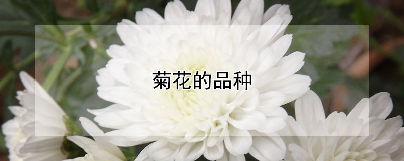 菊花的品种 发财农业网