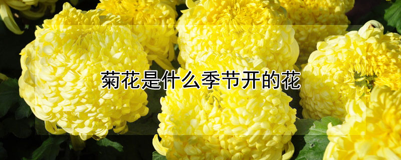 菊花是什么季节开的花