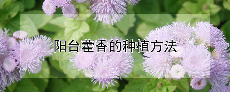 阳台藿香的种植方法