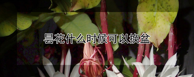 昙花什么时候可以换盆