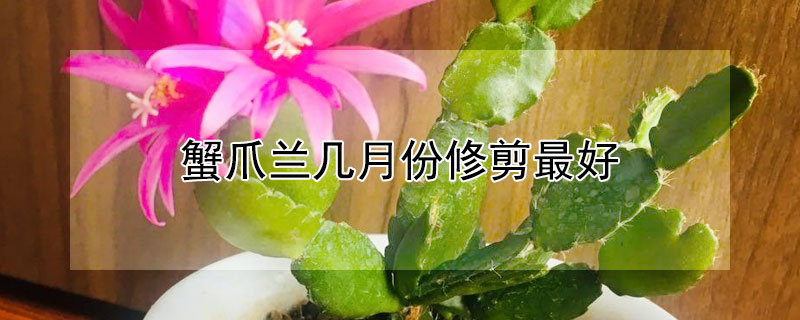 蟹爪兰几月份修剪最好
