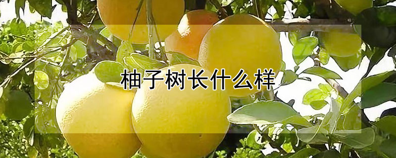 柚子树长什么样