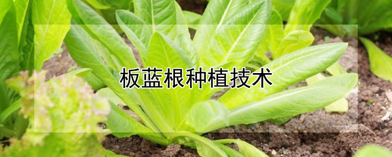 板蓝根种植技术