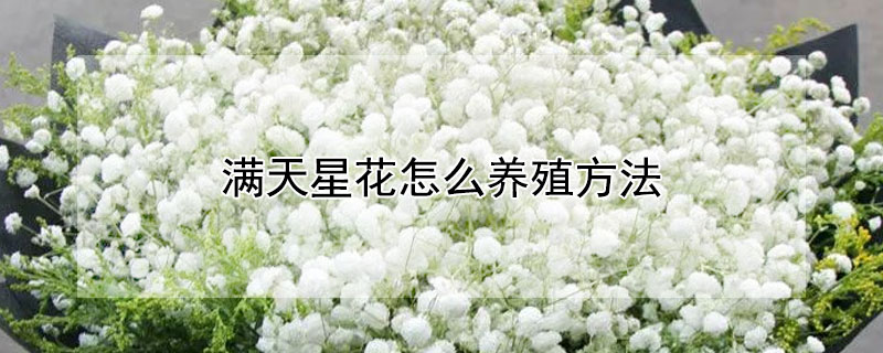 满天星花怎么养殖方法