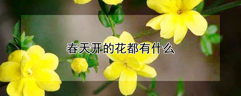 春天开的花都有什么