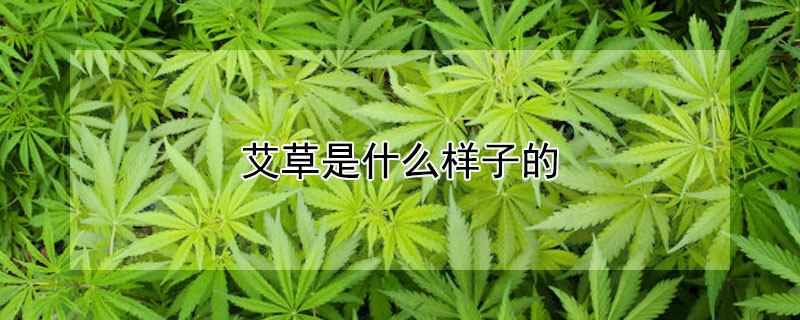 艾草是什么样子的