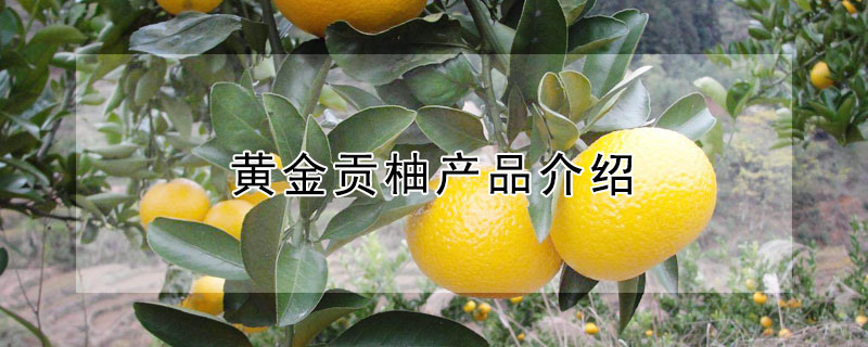 黄金贡柚产品介绍 —【发财农业网】