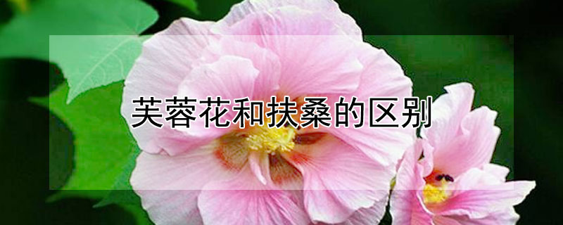 芙蓉花和扶桑的区别