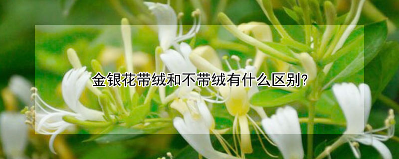 金银花带绒和不带绒有什么区别?