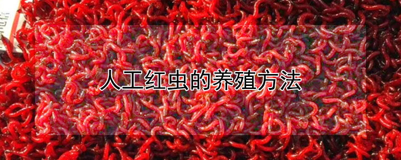 人工红虫的养殖方法