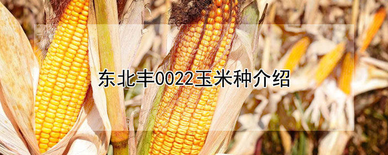 东北丰0022玉米种介绍