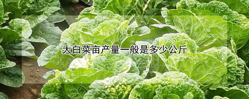 大白菜亩产量一般是多少公斤