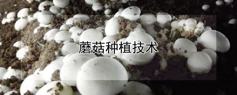 蘑菇种植技术 —【发财农业网】
