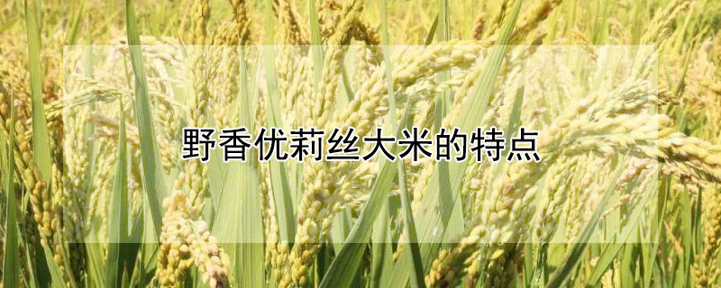 野香优莉丝大米的特点