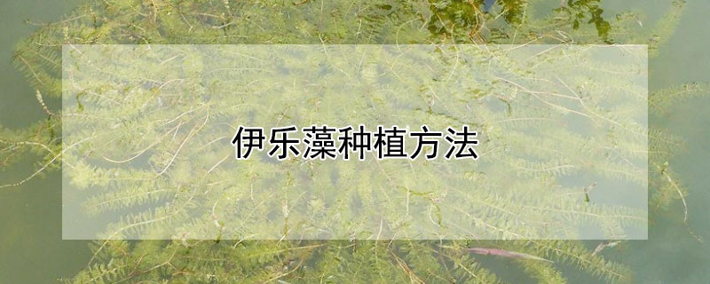 伊乐藻种植方法