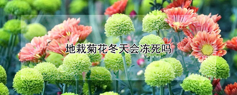 地栽菊花冬天会冻死吗