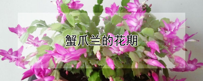 蟹爪兰的花期