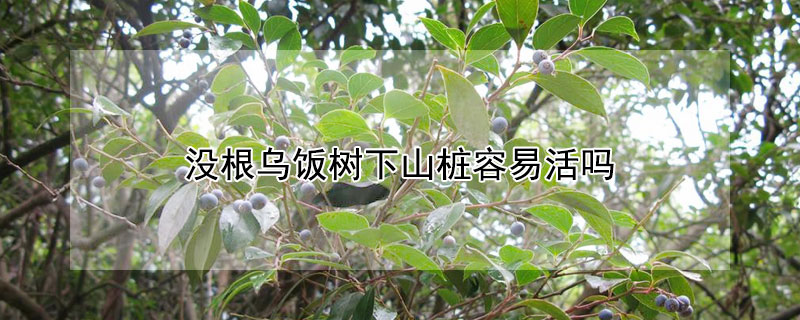 没根乌饭树下山桩容易活吗