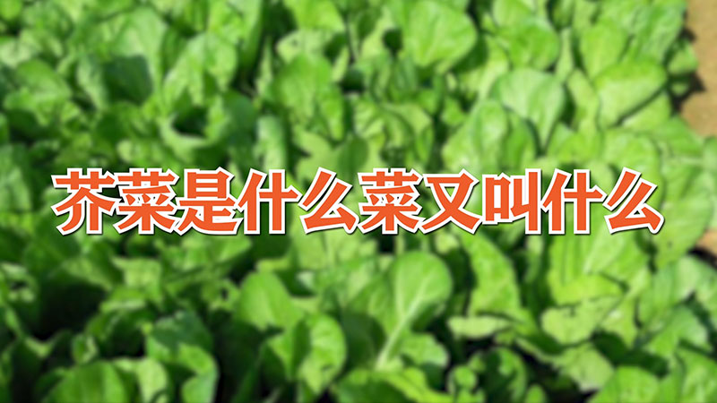 芥菜是什么菜又叫什么