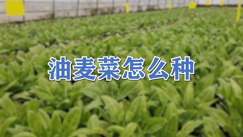 油麦菜怎么种