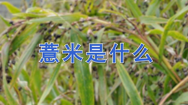 薏米是什么