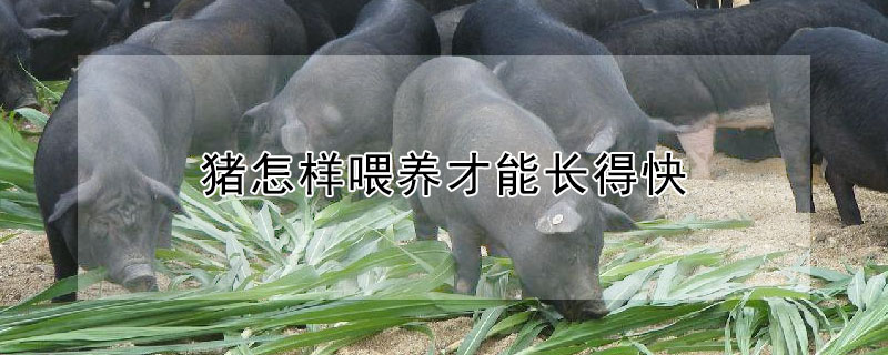 猪怎样喂养才能长得快