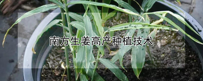 南方生姜高产种植技术