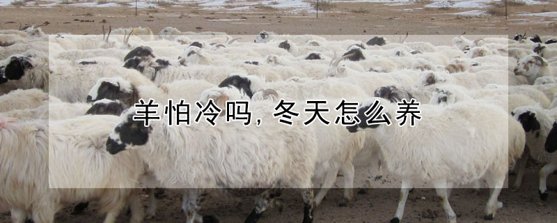 羊怕冷吗,冬天怎么养