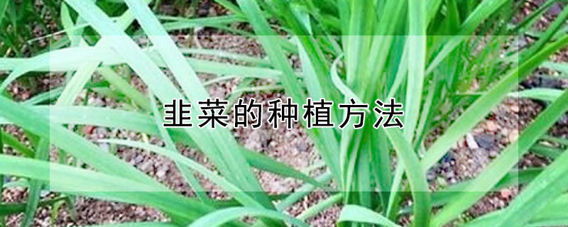 韭菜的种植方法