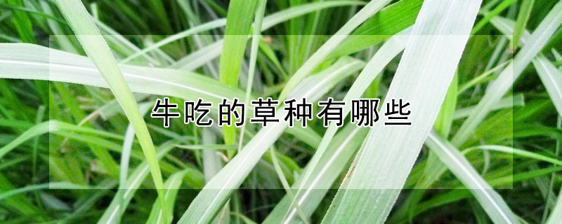 牛吃的草种有哪些