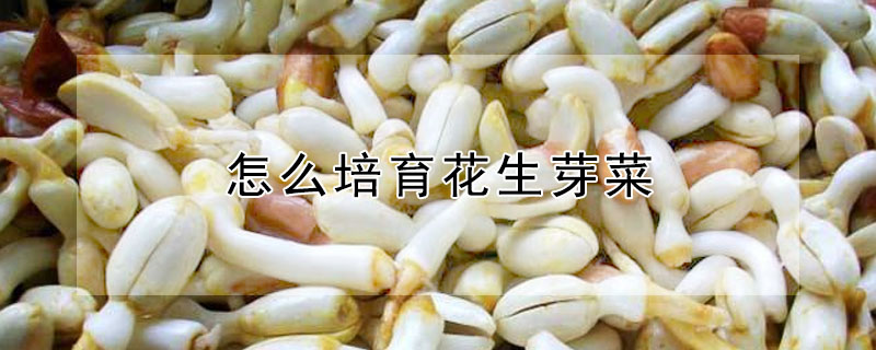 落花生和花生的区别 发财农业网