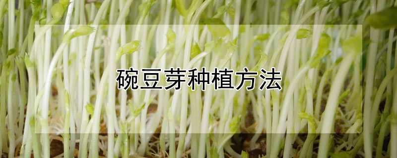 碗豆芽种植方法