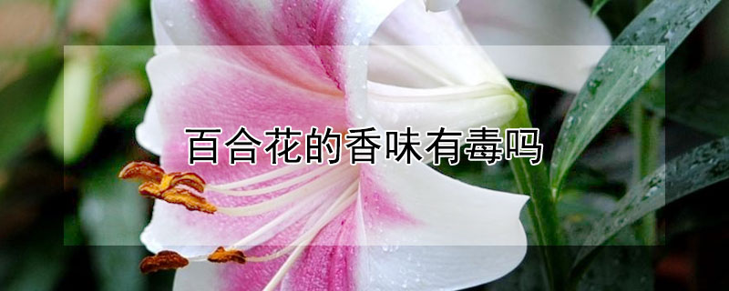 百合花的香味有毒吗