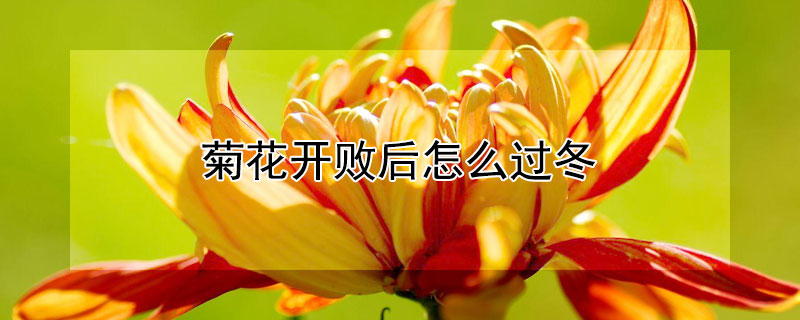 菊花开败后怎么过冬