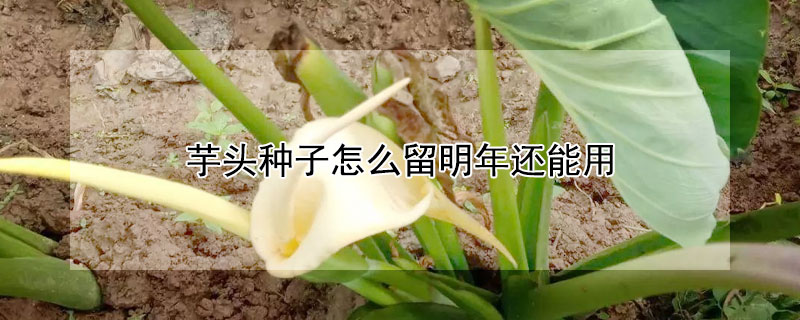 芋头种子怎么留明年还能用