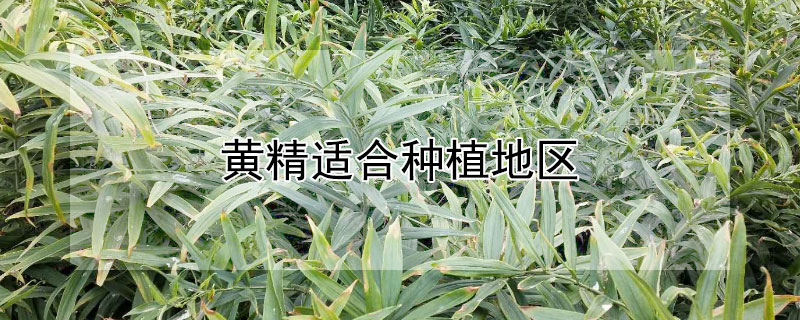 黄精适合种植地区