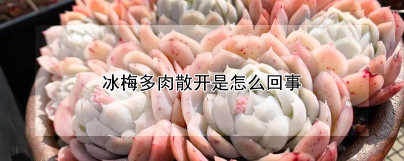 冰梅多肉散开是怎么回事