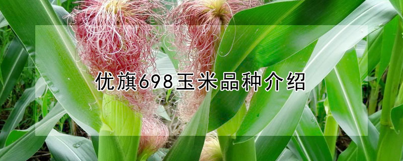 优旗698玉米品种介绍