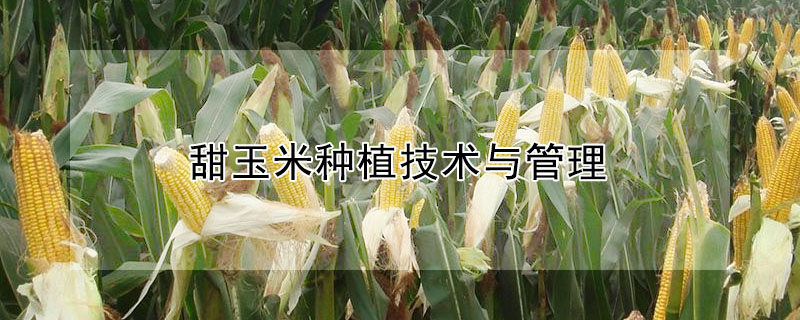 甜玉米种植技术与管理