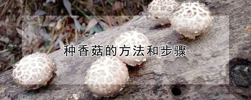 种香菇的方法和步骤