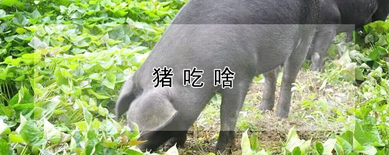 猪吃啥