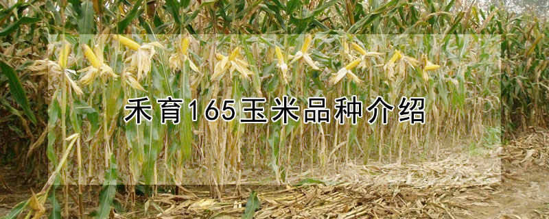 禾育165玉米品种介绍