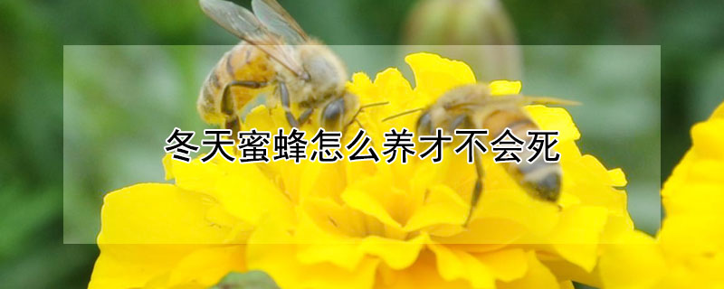 冬天蜜蜂怎么养才不会死