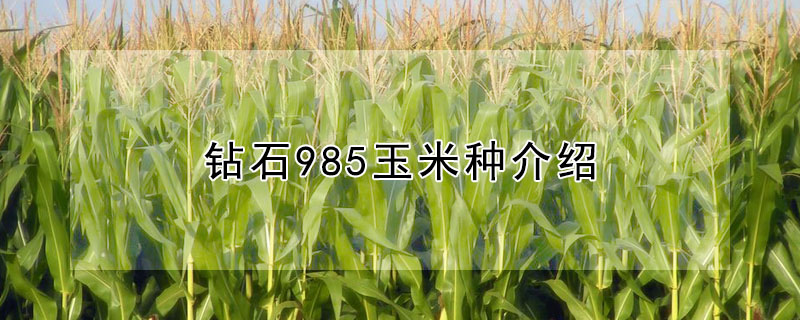 钻石985玉米种介绍