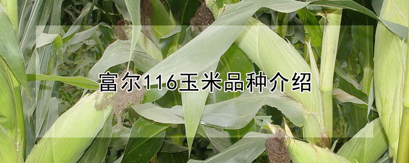 富尔116玉米品种介绍